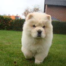 Chow chow Zuma