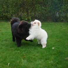 Chow chow Zuma