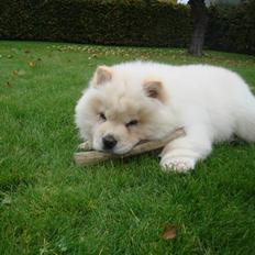 Chow chow Zuma