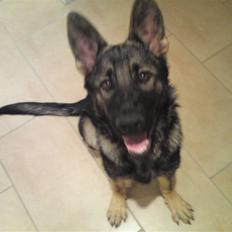 Schæferhund Ulvegraven's Fiona