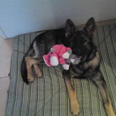 Schæferhund Ulvegraven's Fiona