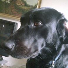 Labrador retriever Zetta