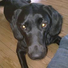 Labrador retriever Zetta