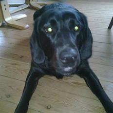 Labrador retriever Zetta