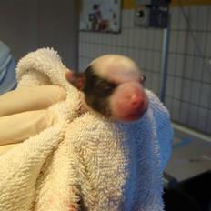 Chinese crested hårløs Chinese By Storm's Quark