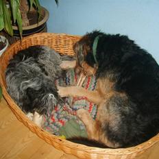 Blanding af racer Kashmir