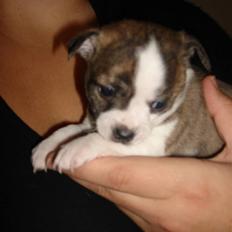 Chihuahua Einstein *solgt*