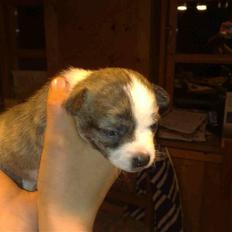 Chihuahua Einstein *solgt*