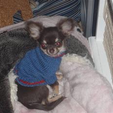 Chihuahua Martina´s Simone *solgt*