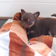 Chihuahua Martina´s Simone *solgt*