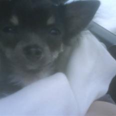 Chihuahua beauty  R.I.P