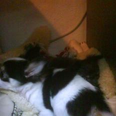 Chihuahua beauty  R.I.P