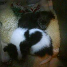 Chihuahua beauty  R.I.P