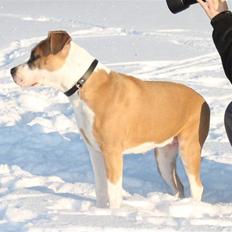 Amerikansk staffordshire terrier Gaia