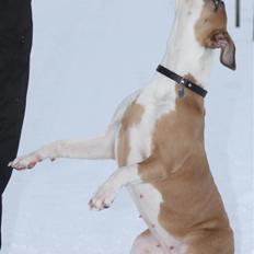 Amerikansk staffordshire terrier Gaia