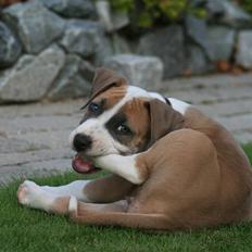 Amerikansk staffordshire terrier Gaia