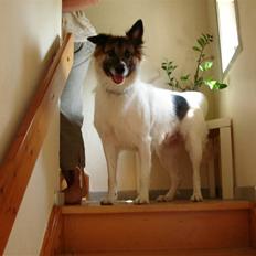 Blanding af racer Chiffi *himmel hund*