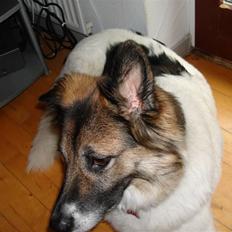 Blanding af racer Chiffi *himmel hund*