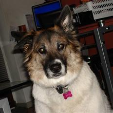 Blanding af racer Chiffi *himmel hund*