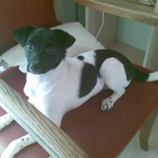 Dansk svensk gaardhund Bella