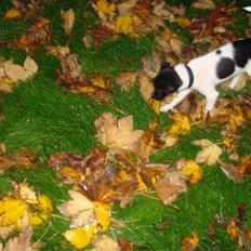 Dansk svensk gaardhund Bella