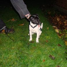 Dansk svensk gaardhund Bella