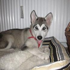 Alaskan malamute Keyla