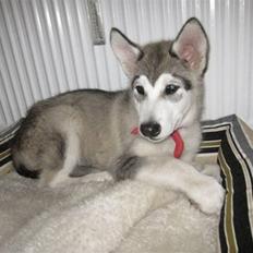 Alaskan malamute Keyla