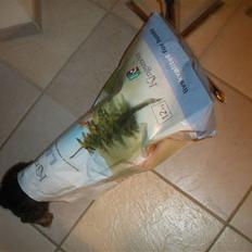 Dværggravhund Albert