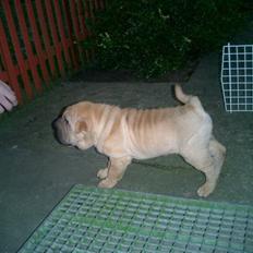 Shar pei Balu