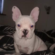 Fransk bulldog Fiona