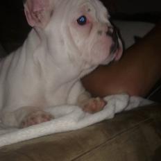 Fransk bulldog Fiona