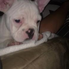 Fransk bulldog Fiona