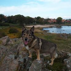 Västgötaspids Inka 1996-2009