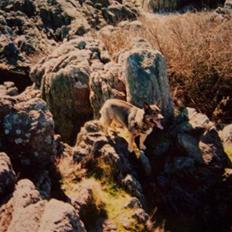 Västgötaspids Inka 1996-2009