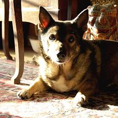 Västgötaspids Inka 1996-2009