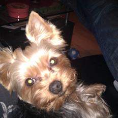 Yorkshire terrier Bella