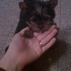 Yorkshire terrier Bella