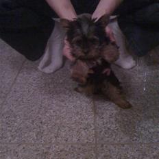 Yorkshire terrier Bella