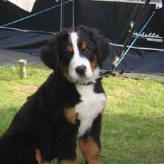 Berner sennenhund Buster (Futte)