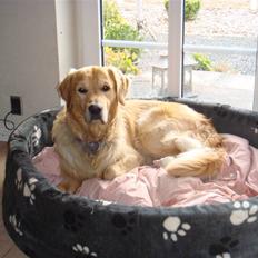 Golden retriever Bacardi