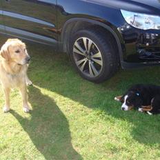 Golden retriever Bacardi