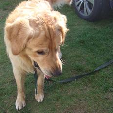 Golden retriever Bacardi