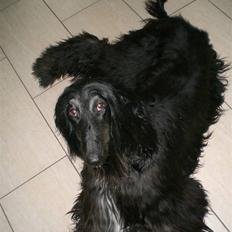 Afghansk mynde Voltaire