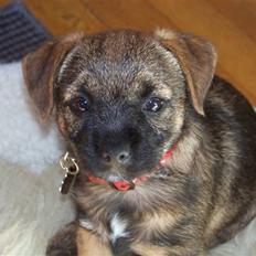 Border terrier Thilde