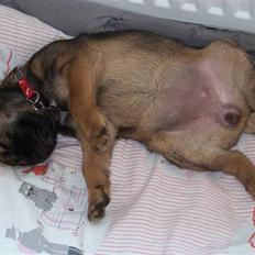 Border terrier Thilde