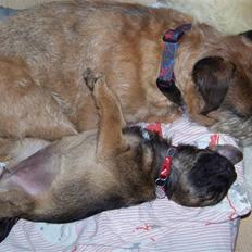 Border terrier Thilde