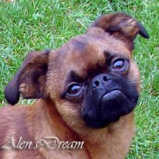 Griffon petit brabancon Notorious Poker Face