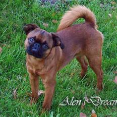 Griffon petit brabancon Notorious Poker Face