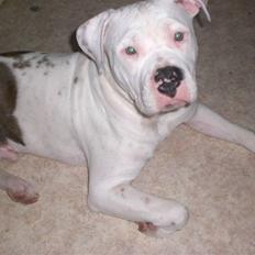 Amerikansk staffordshire terrier  R.I.P. herbie